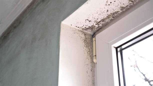 Best Residential Mold Removal  in Ruhenstroth, NV