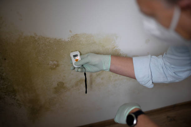 Best Emergency Mold Removal  in Ruhenstroth, NV