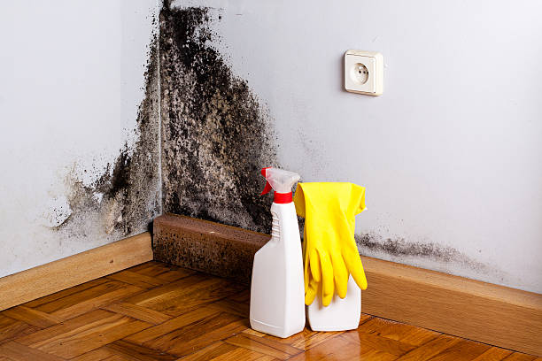 Best Certified Mold Removal  in Ruhenstroth, NV