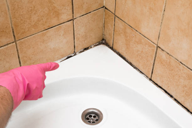 Best Black Mold Removal  in Ruhenstroth, NV